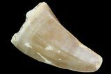 Mosasaur (Prognathodon) Tooth #87673-1